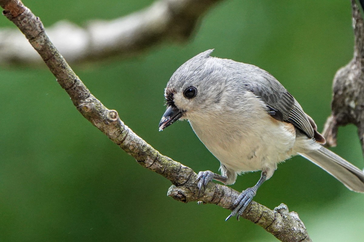 Tufted Titmouse - Gretchen Locy