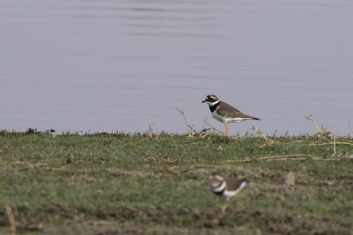 Common Ringed Plover - Niall D Perrins