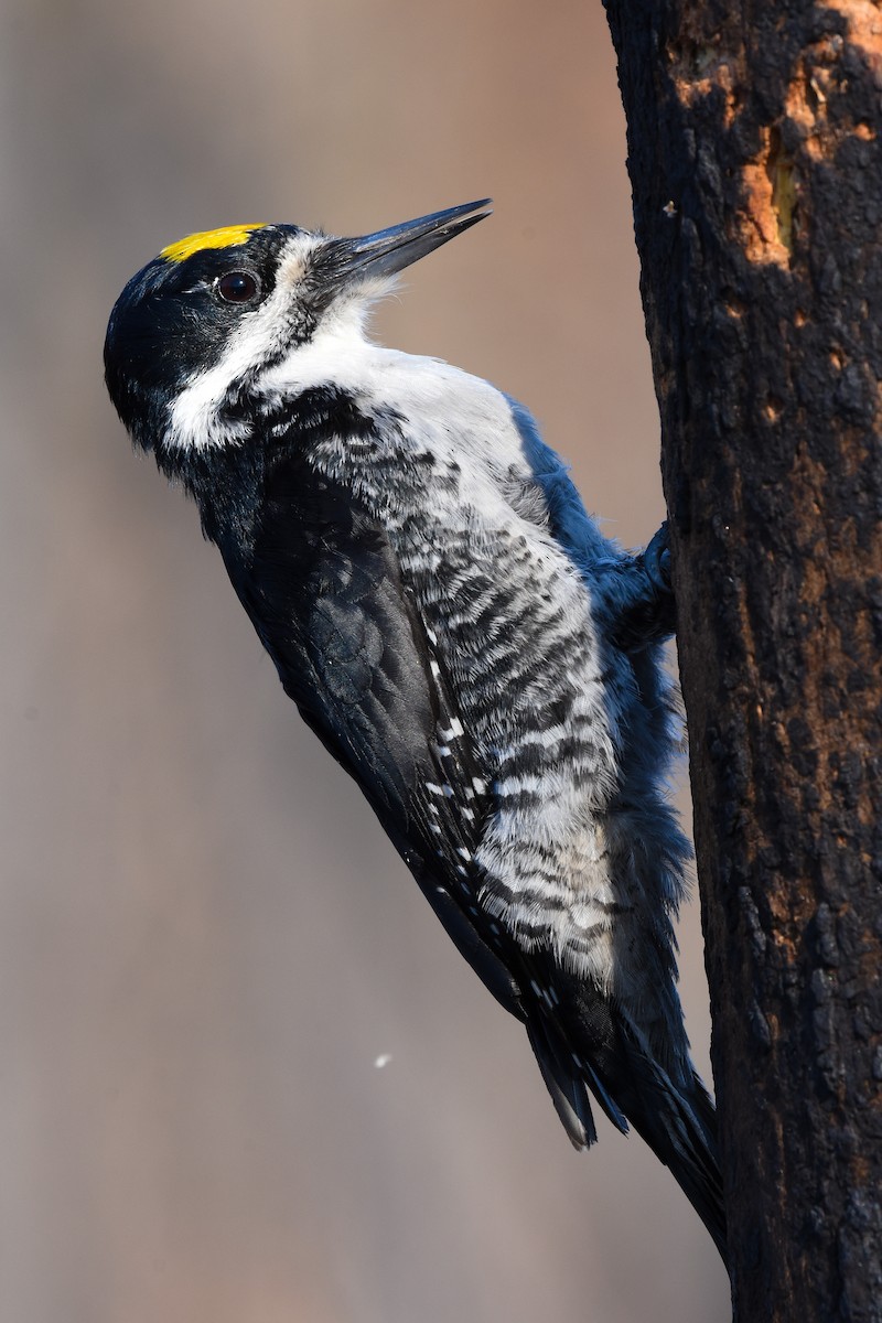 Black-backed Woodpecker - ML227846201
