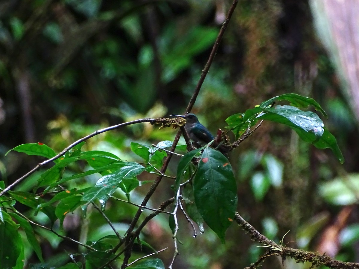 Fork-tailed Woodnymph - Mark Dorriesfield