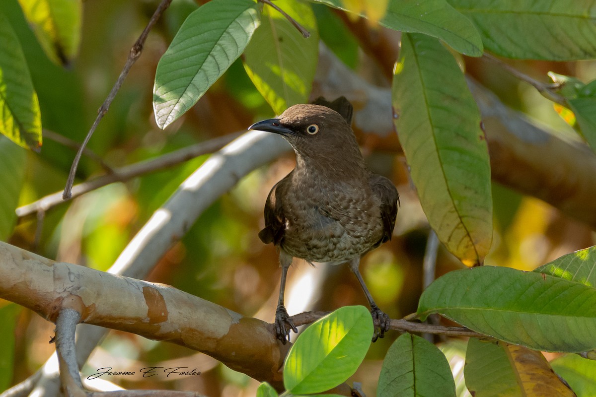Scaly-breasted Thrasher - ML227853181