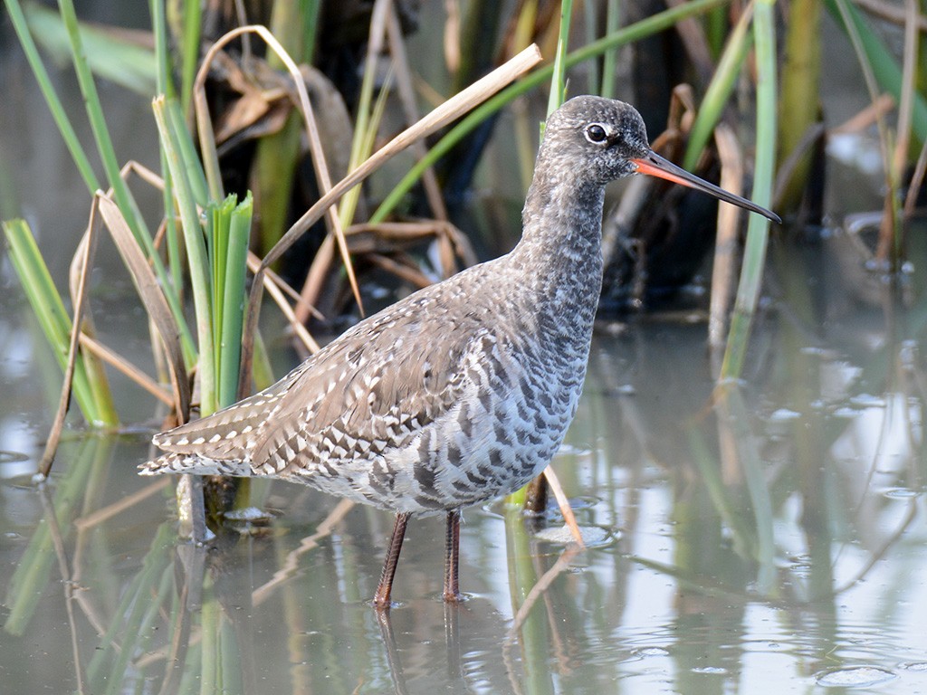 Spotted Redshank - ML227854531