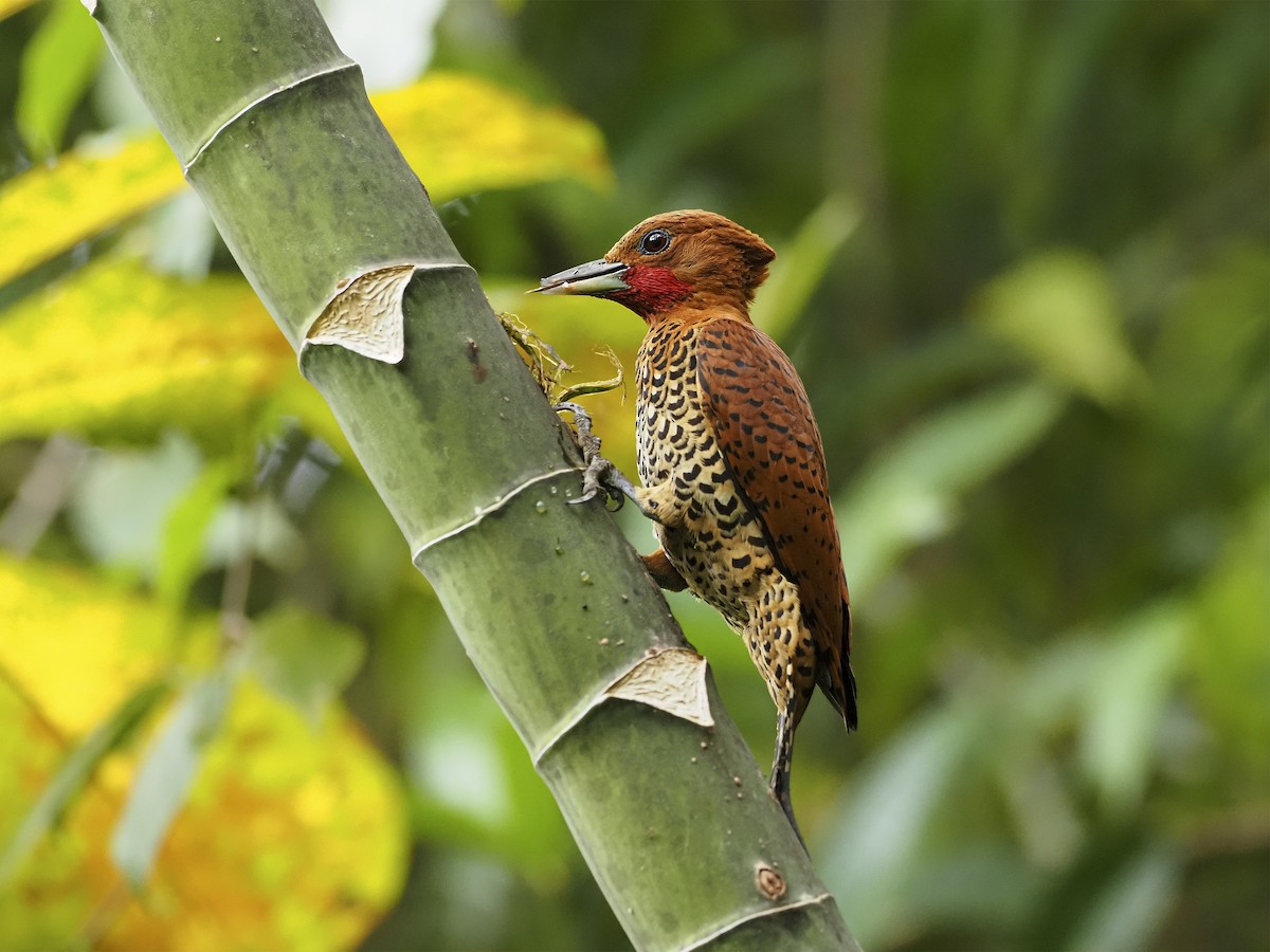 Cinnamon Woodpecker - Manolo Arribas