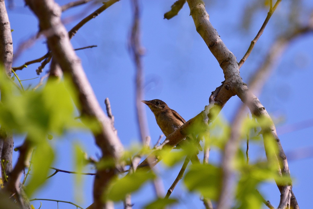 Thick-billed Warbler - Muangpai Suetrong