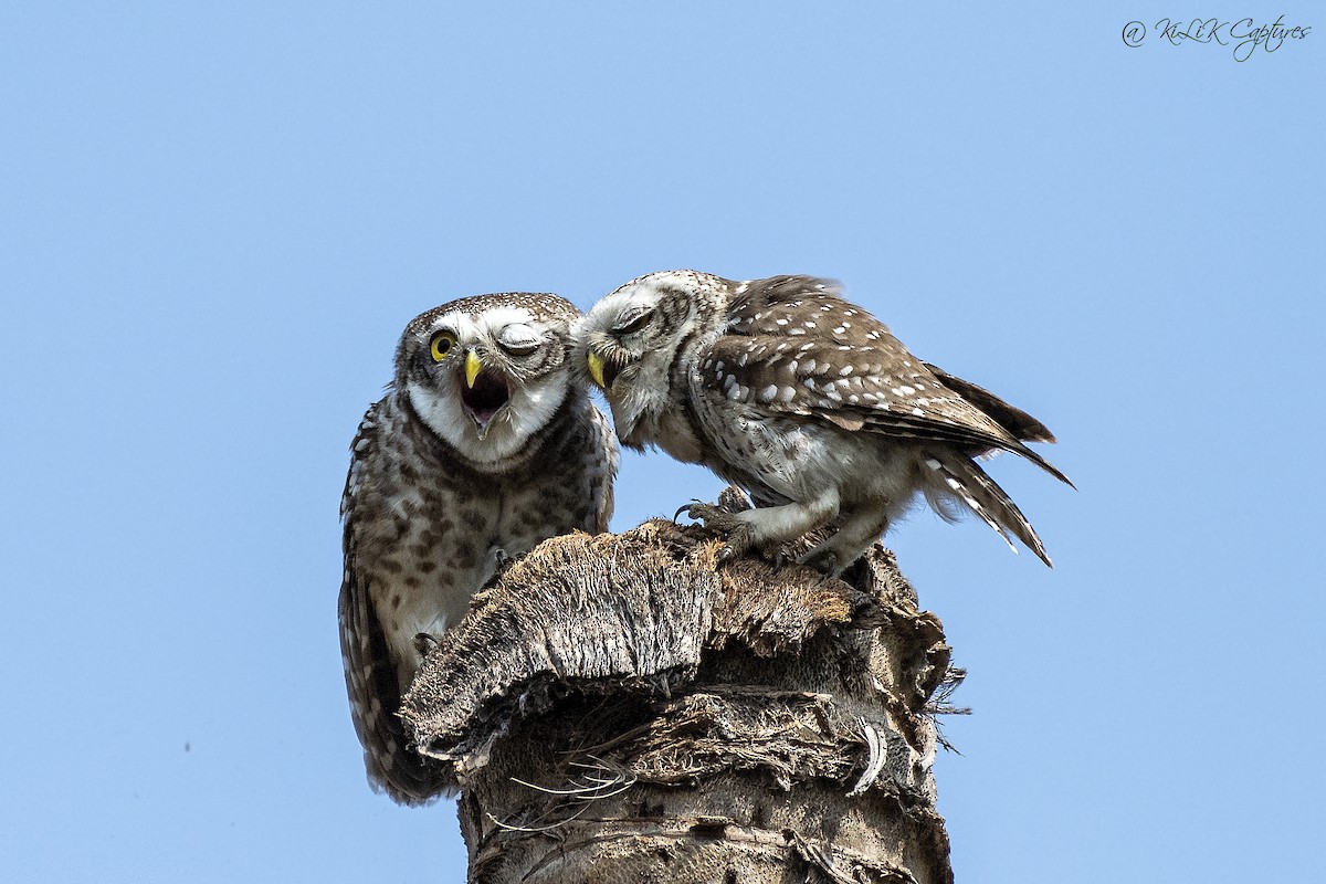 Spotted Owlet - Kishore Bakshi