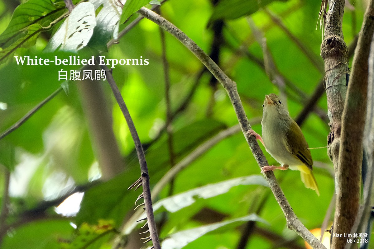 White-bellied Erpornis - Lim Ying Hien