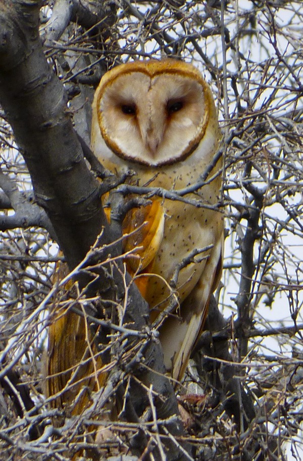 Barn Owl - Narca Moore