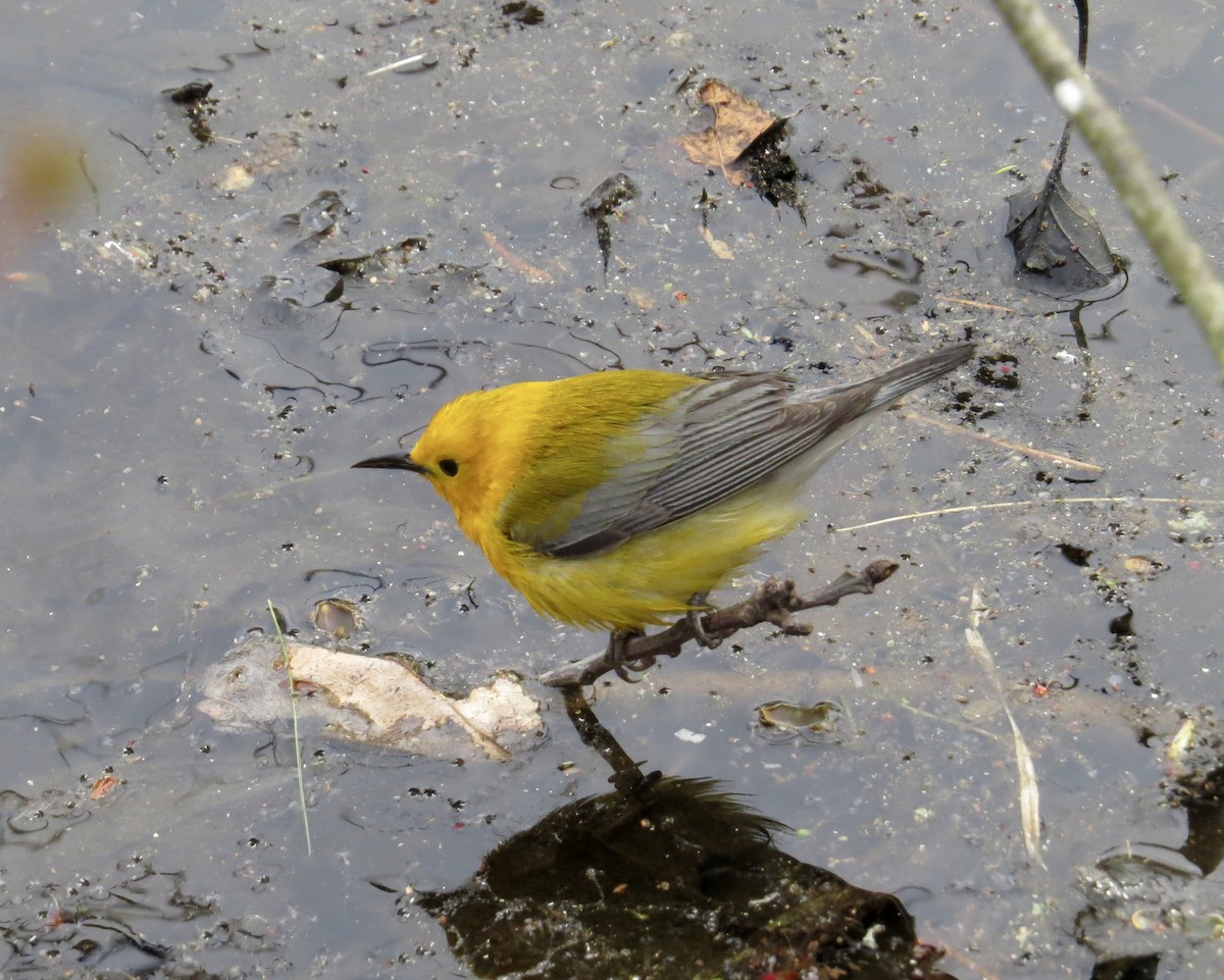 Prothonotary Warbler - ML227873321