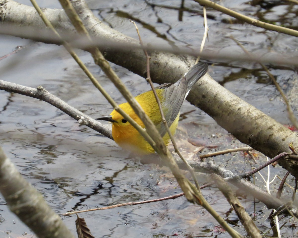 Prothonotary Warbler - ML227873331