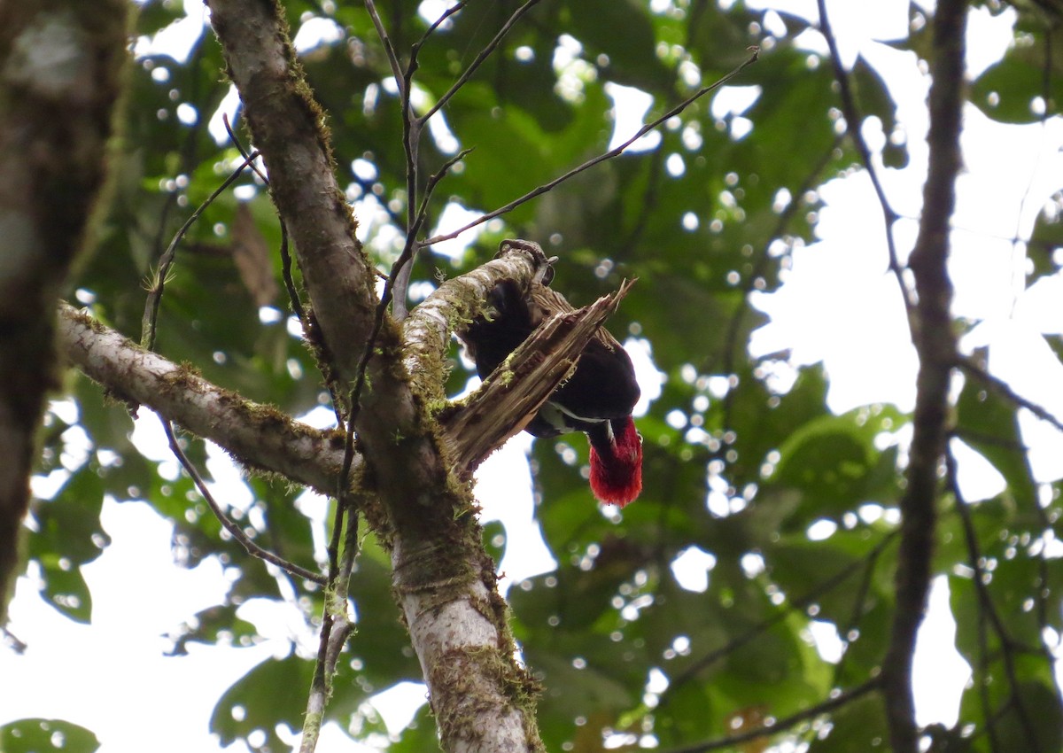 Guayaquil Woodpecker - ML227878181