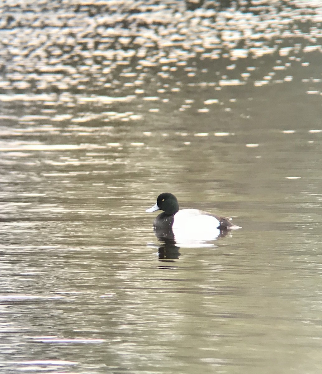 Greater Scaup - Skyler Vold