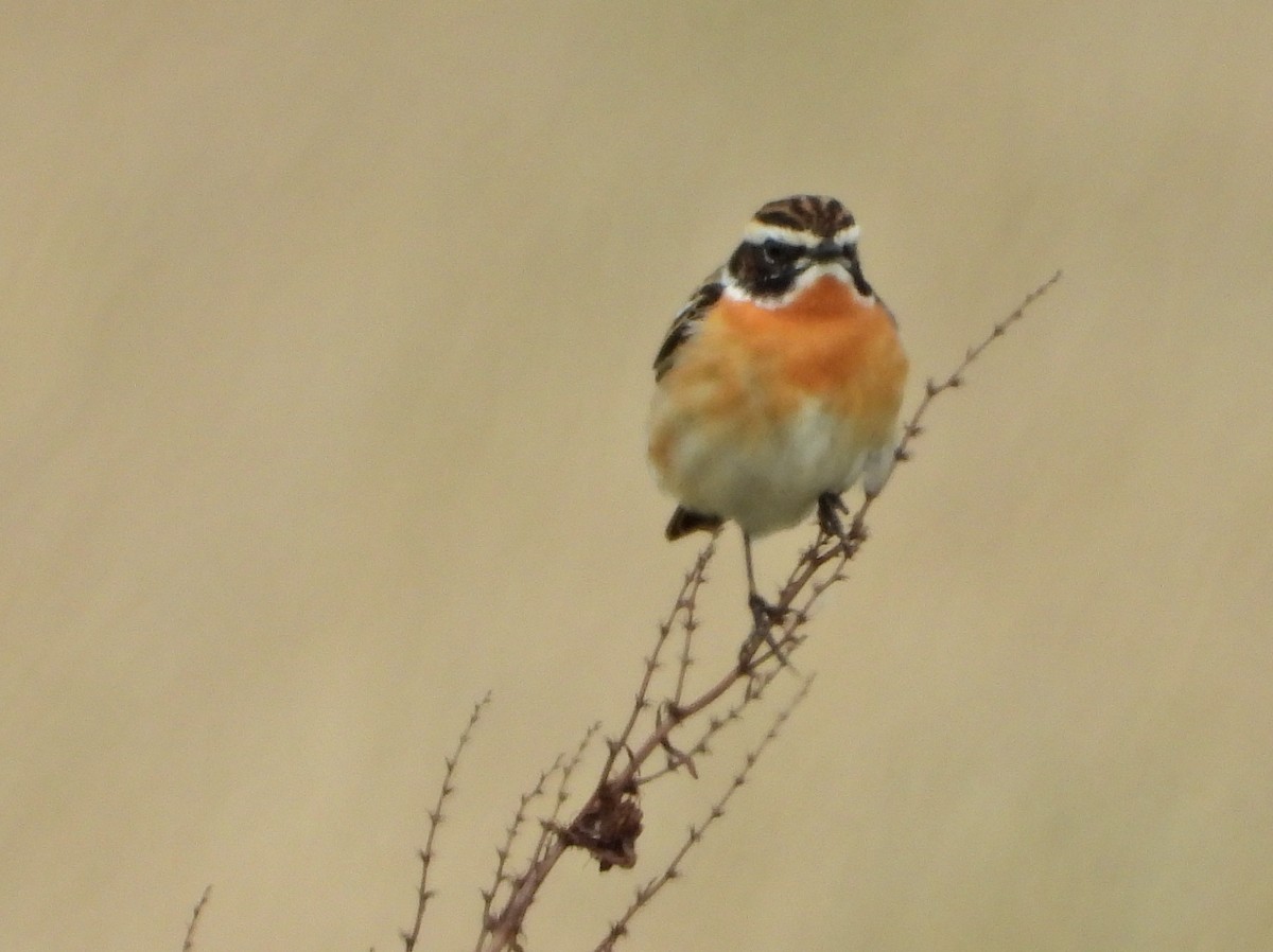 Whinchat - ML227884771