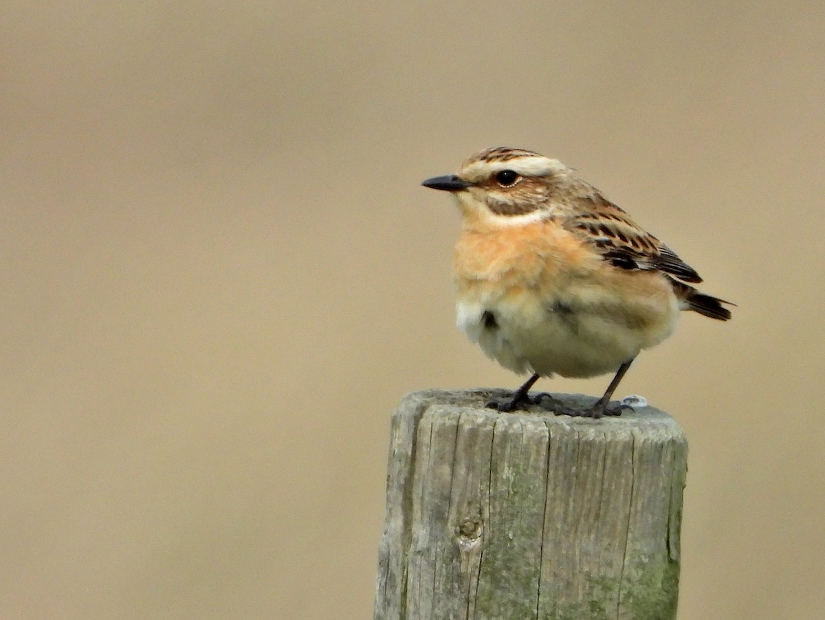 Whinchat - ML227884781
