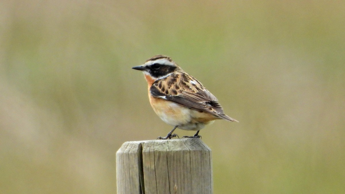 Whinchat - ML227884801