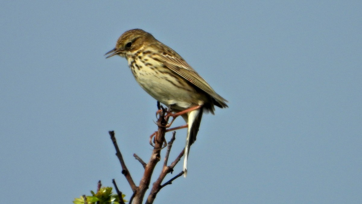 Meadow Pipit - ML227885181