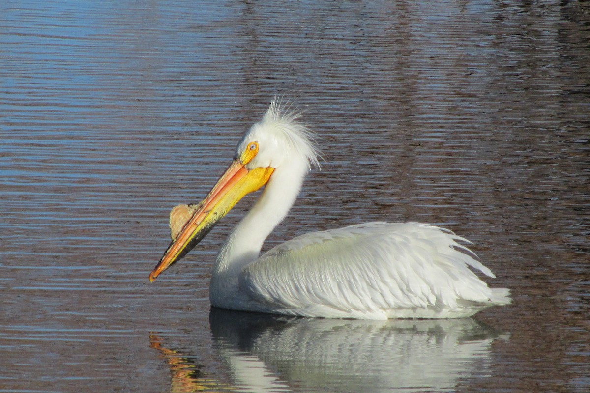 American White Pelican - Grant Frost