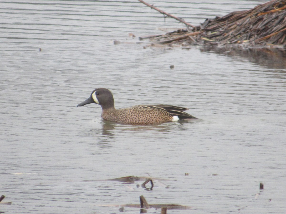 Blue-winged Teal - ML227886451