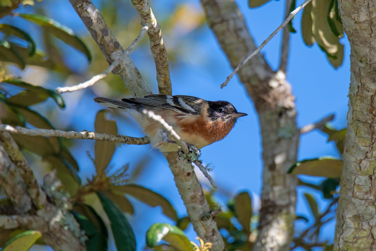Bay-breasted Warbler - ML227886641