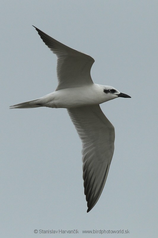 Gull-billed Tern - ML227886711