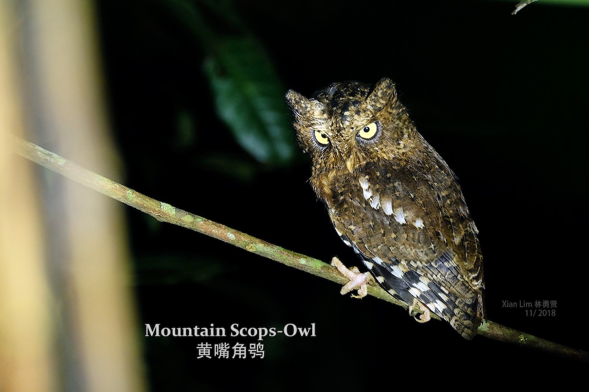 Mountain Scops-Owl - ML227887411