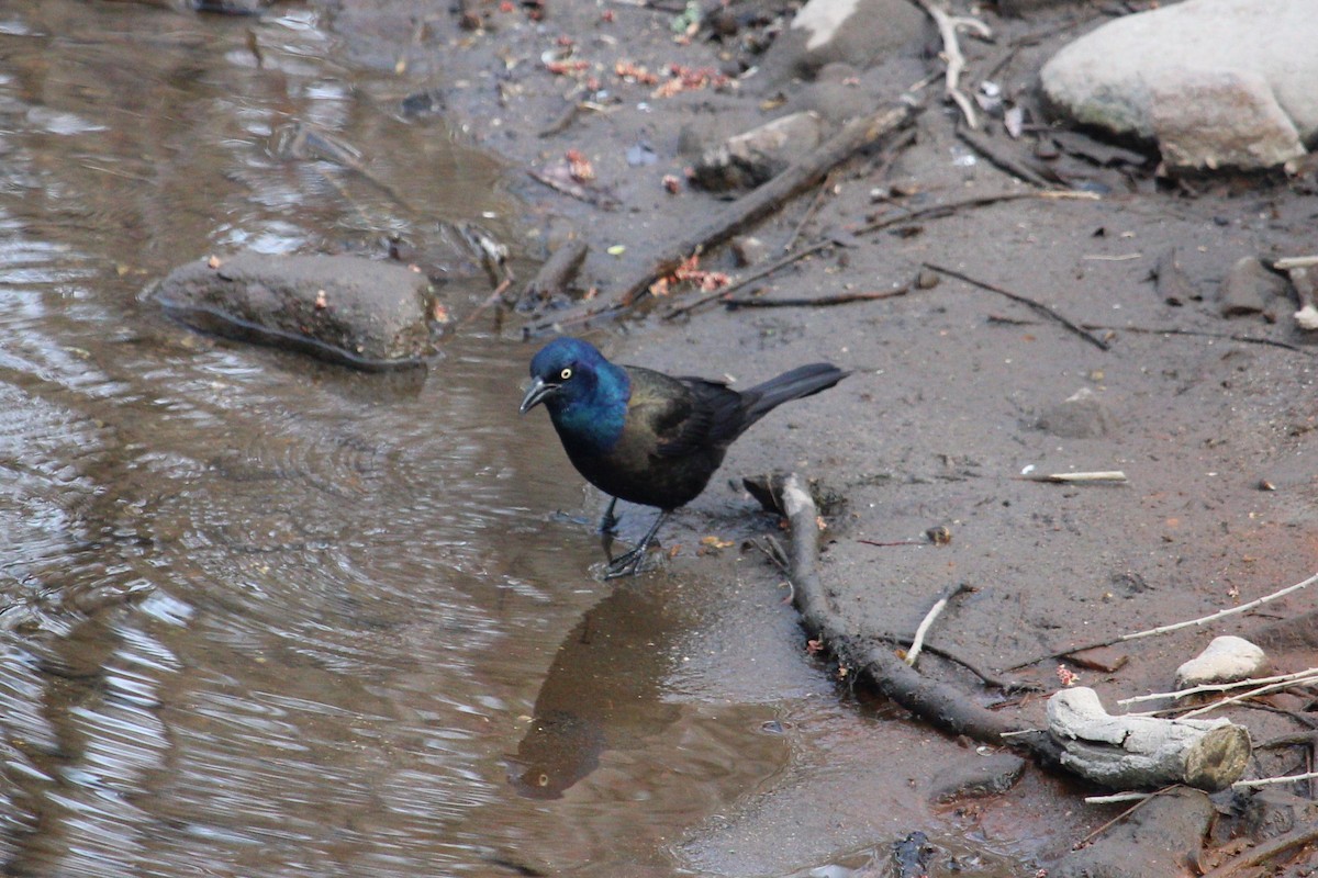 Common Grackle - Christopher Moser-Purdy