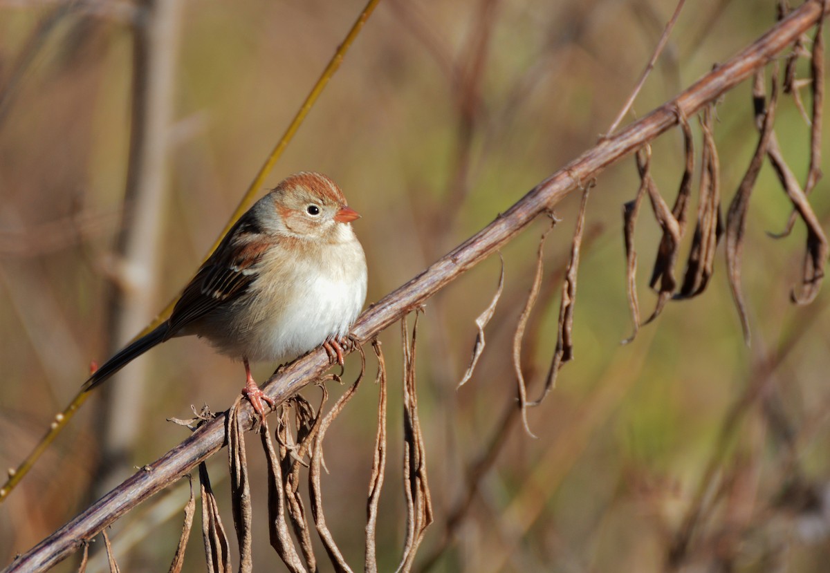 Field Sparrow - Patrick Maurice