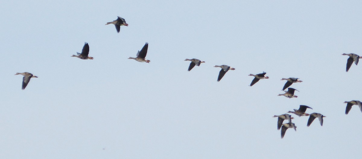 Greater White-fronted Goose - Howard King