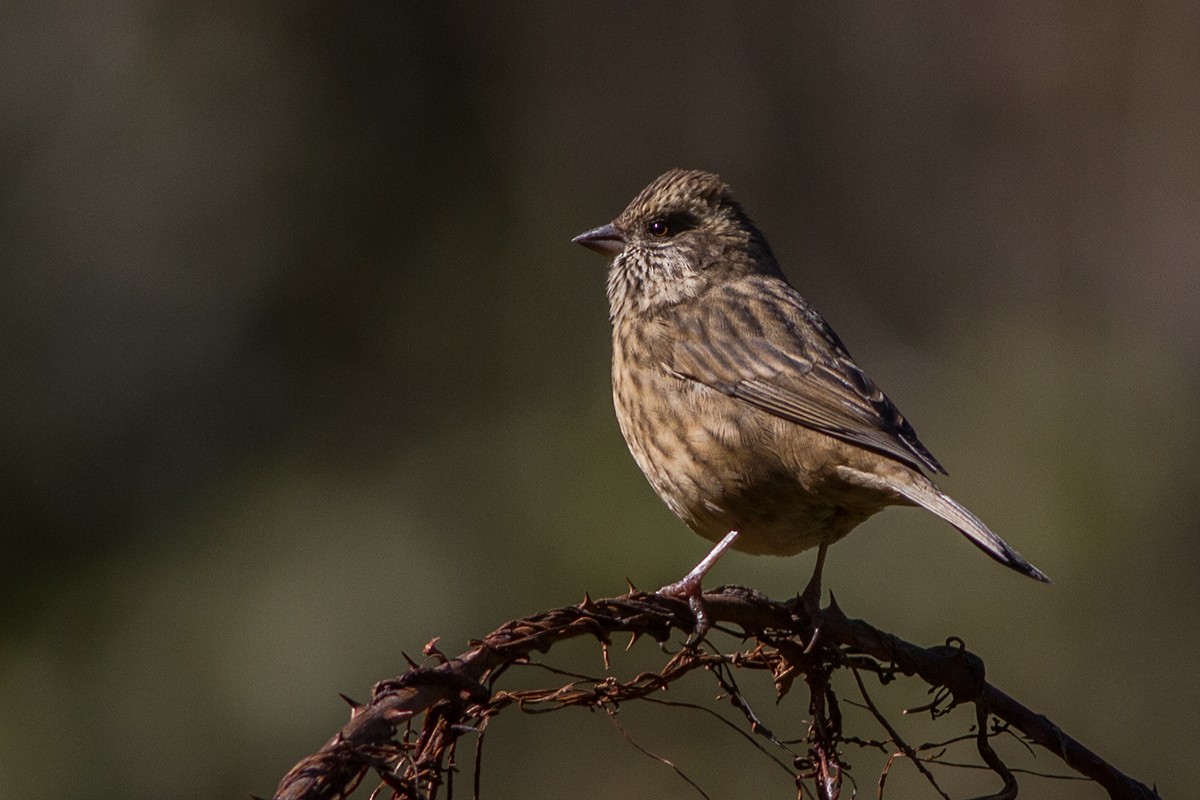 Spot-winged Rosefinch - Dibyendu Ash