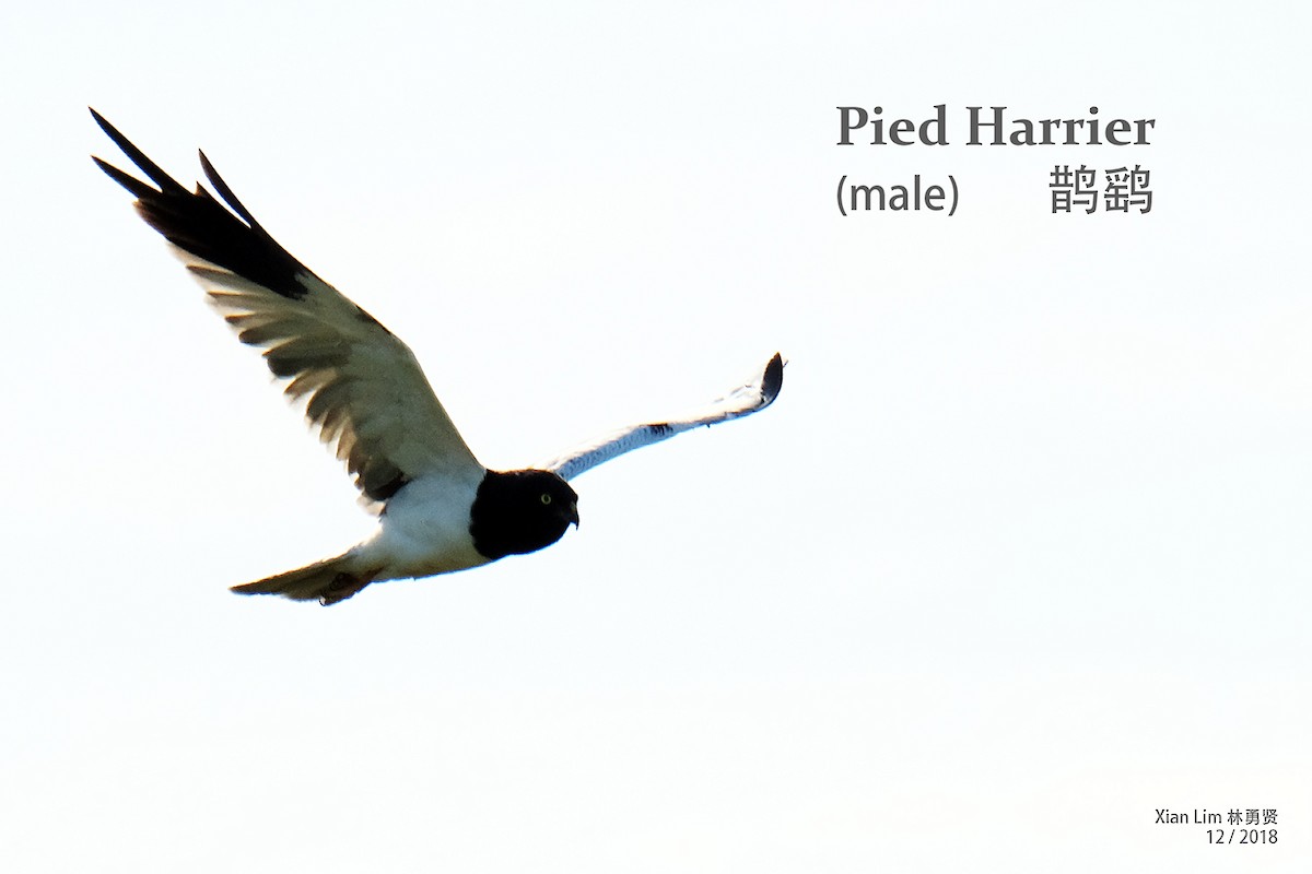 Pied Harrier - Lim Ying Hien