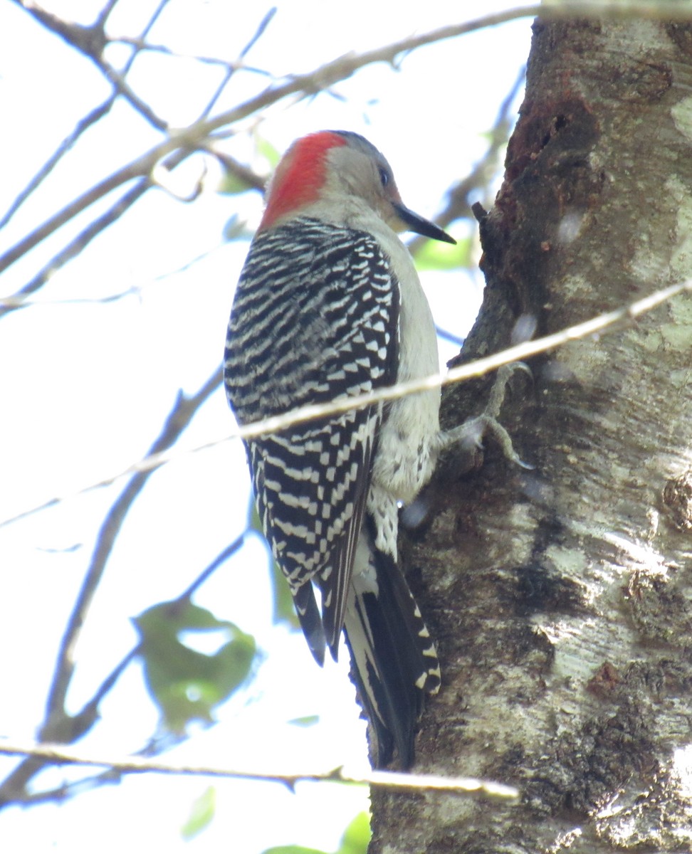 Red-bellied Woodpecker - ML227908821