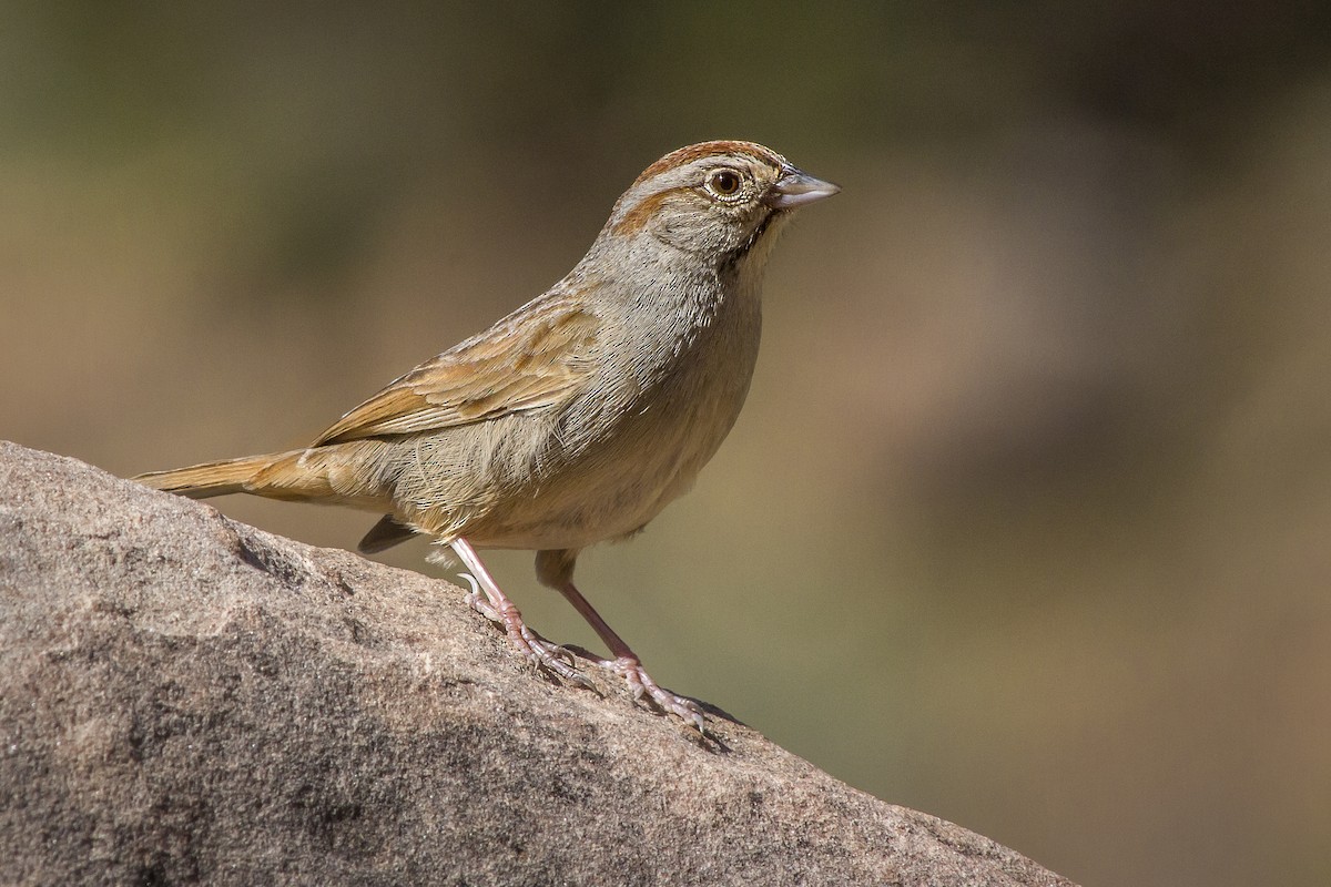 Rufous-crowned Sparrow - Matthew Pendleton