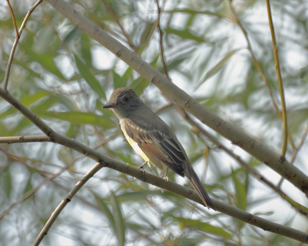 Great Crested Flycatcher - ML227910531