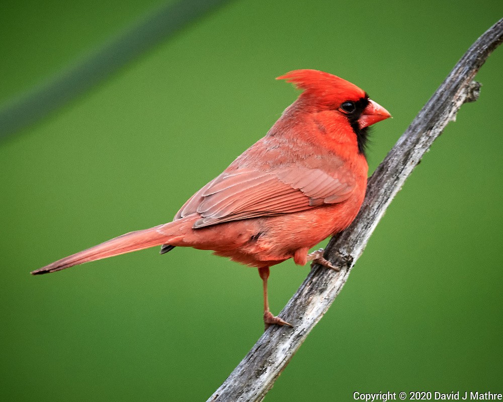 eBird Checklist - 25 Apr 2020 - 01 New Jersey, Skillman, home - 1 species