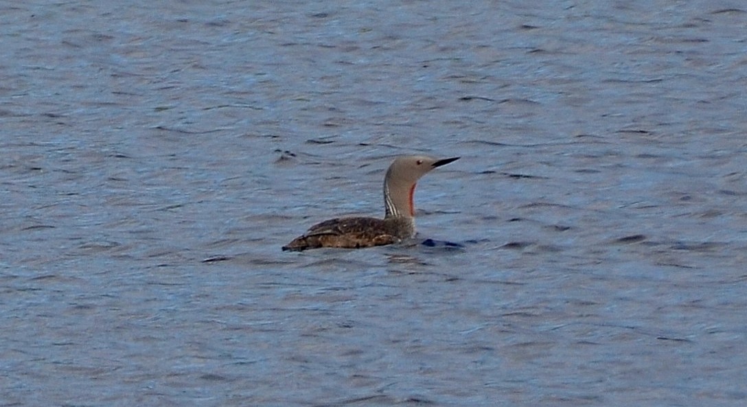 Red-throated Loon - Ron Furnish