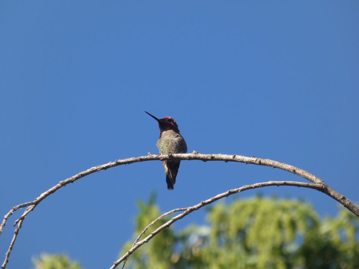 Anna's Hummingbird - ML227926591
