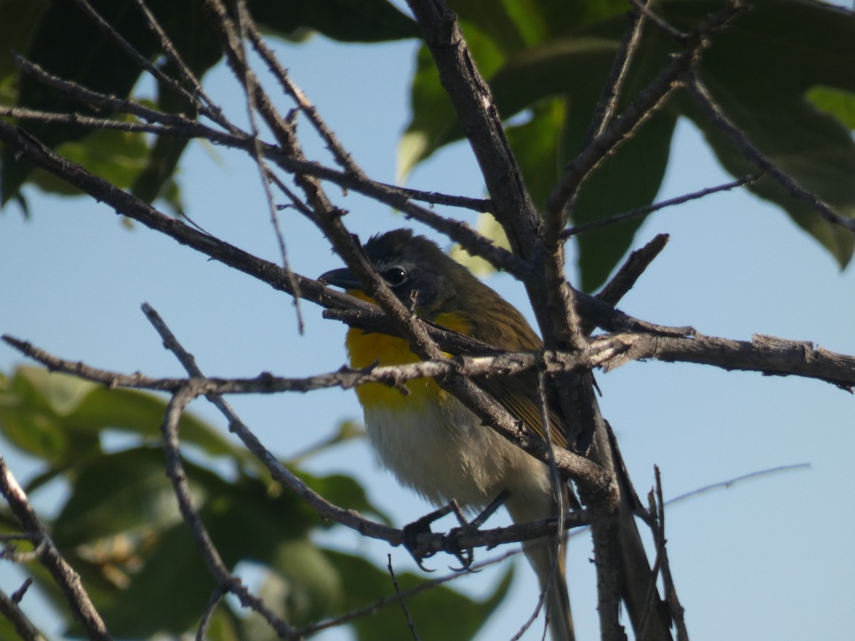 Yellow-breasted Chat - ML227926691
