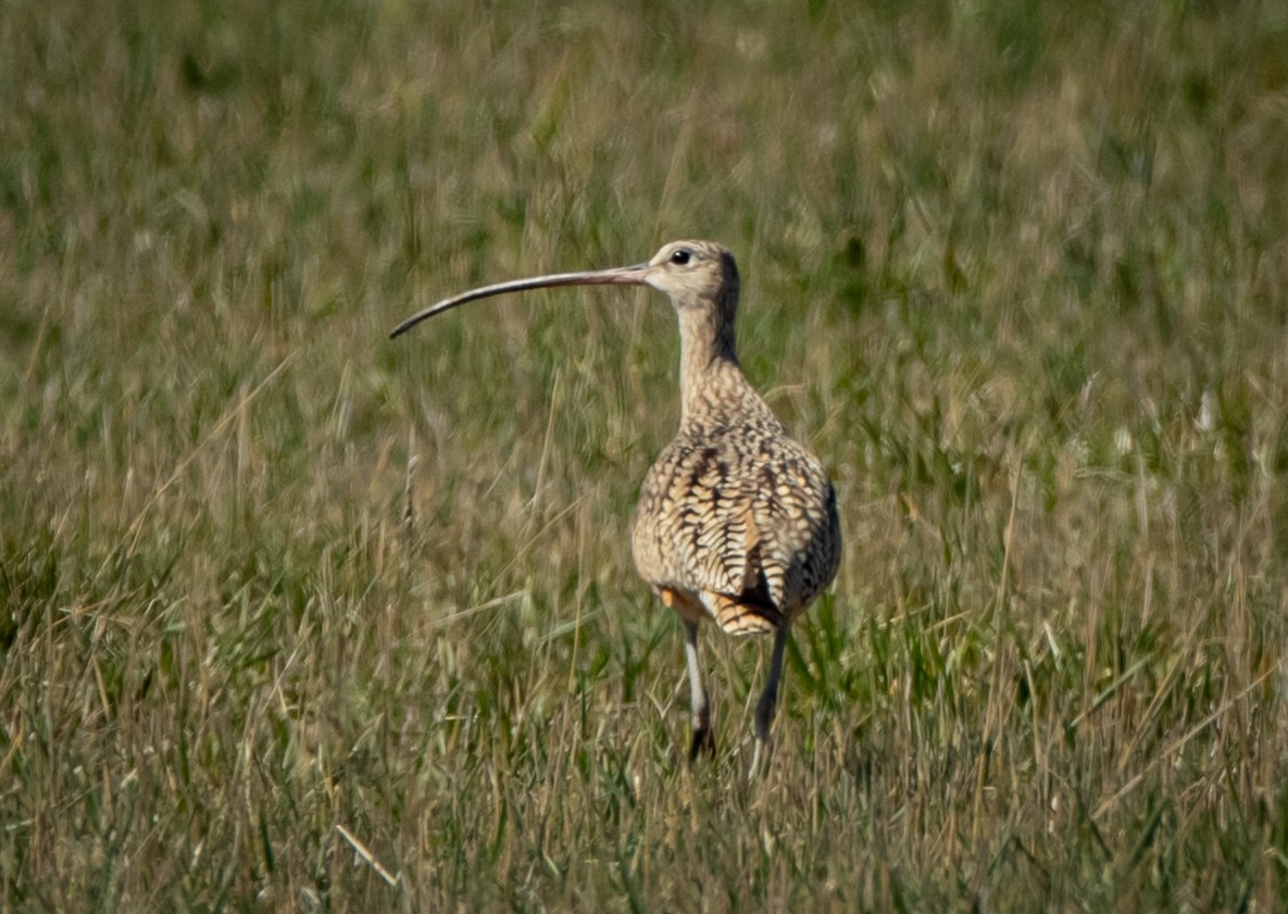 Long-billed Curlew - ML227929961