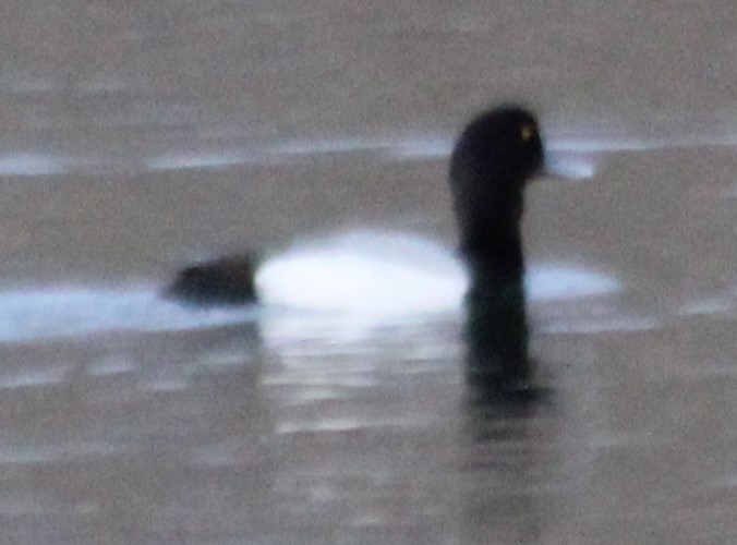 Greater Scaup - G Stacks