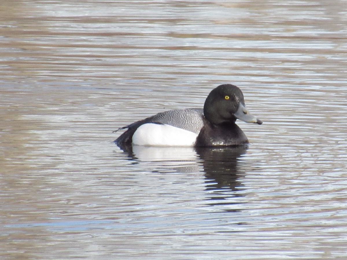 Greater Scaup - ML227937241