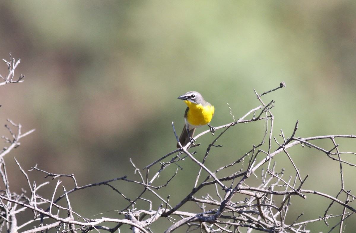 Yellow-breasted Chat - Ryan Terrill