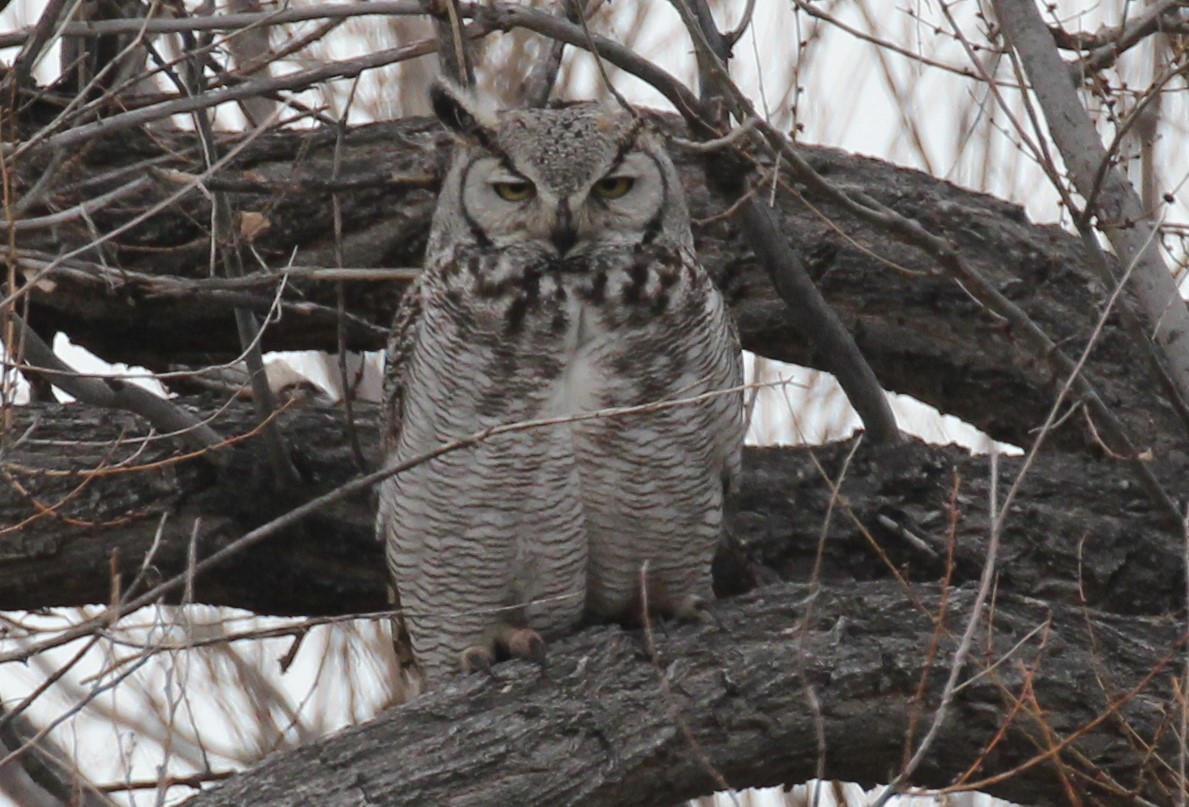 Great Horned Owl - ML227941691