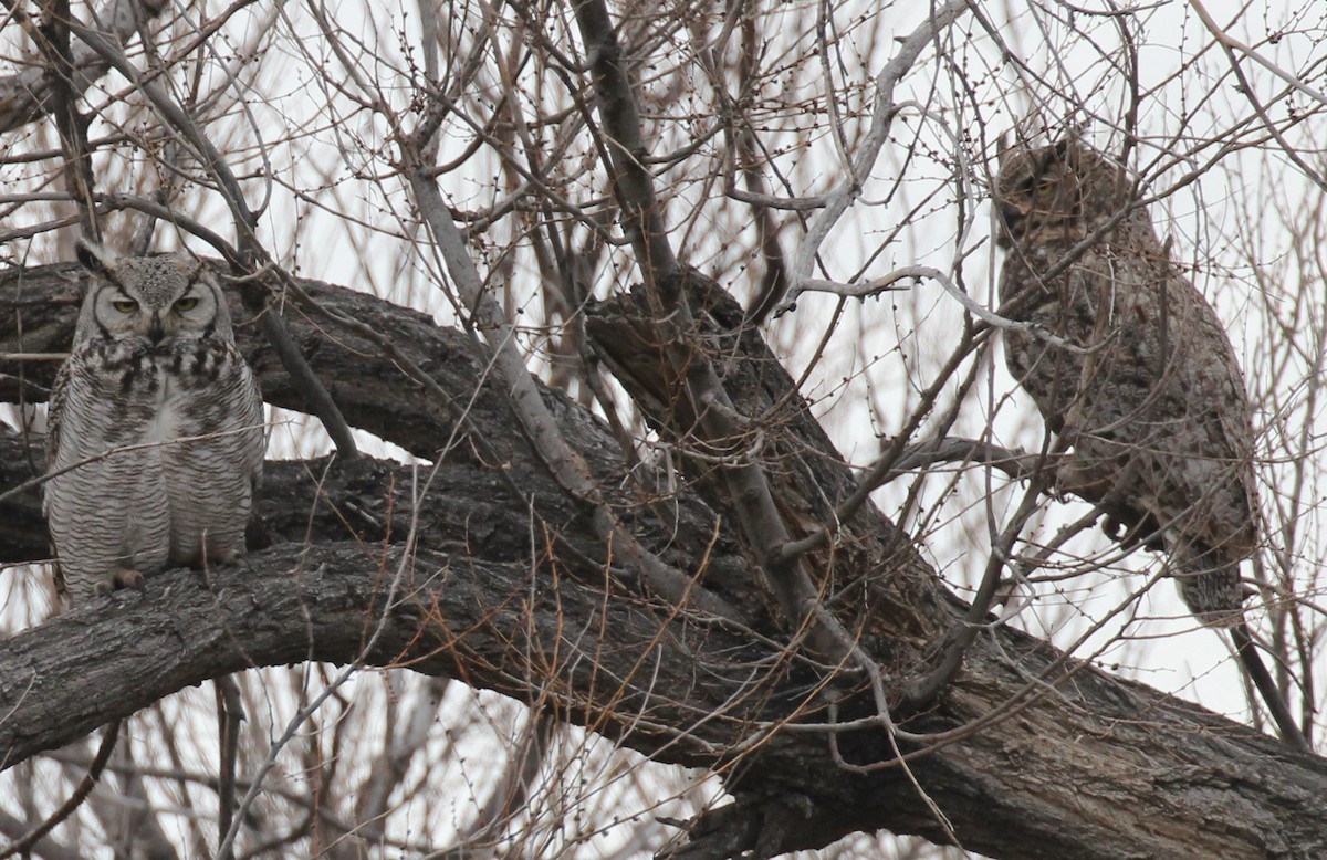 Great Horned Owl - ML227941711