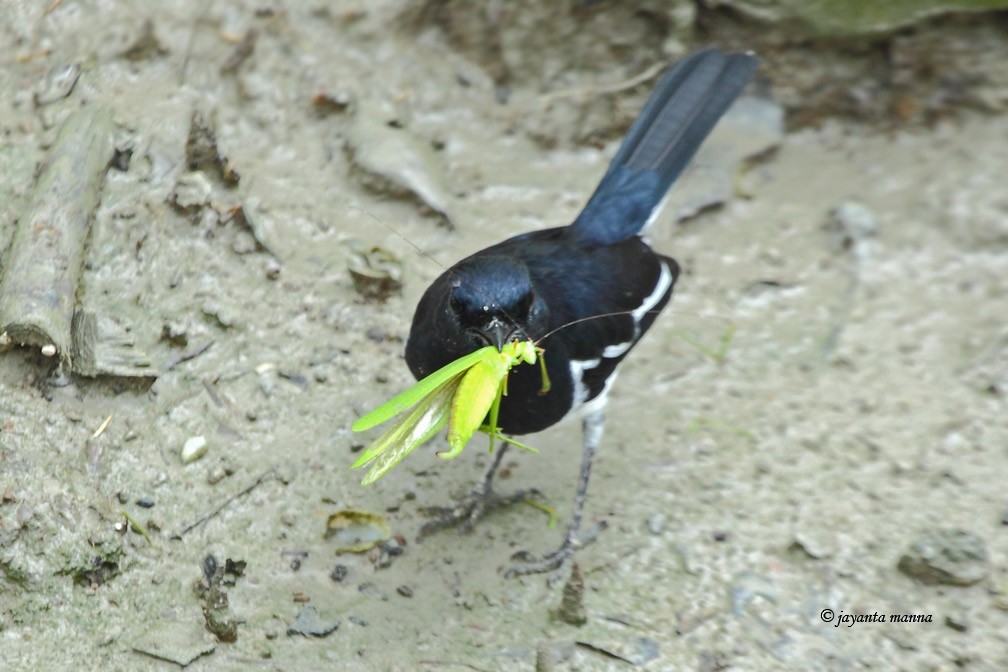 Oriental Magpie-Robin - Jayanta Manna