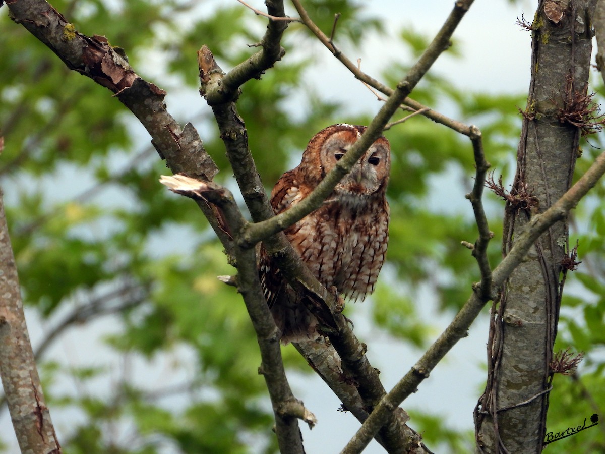 Tawny Owl - ML227951191