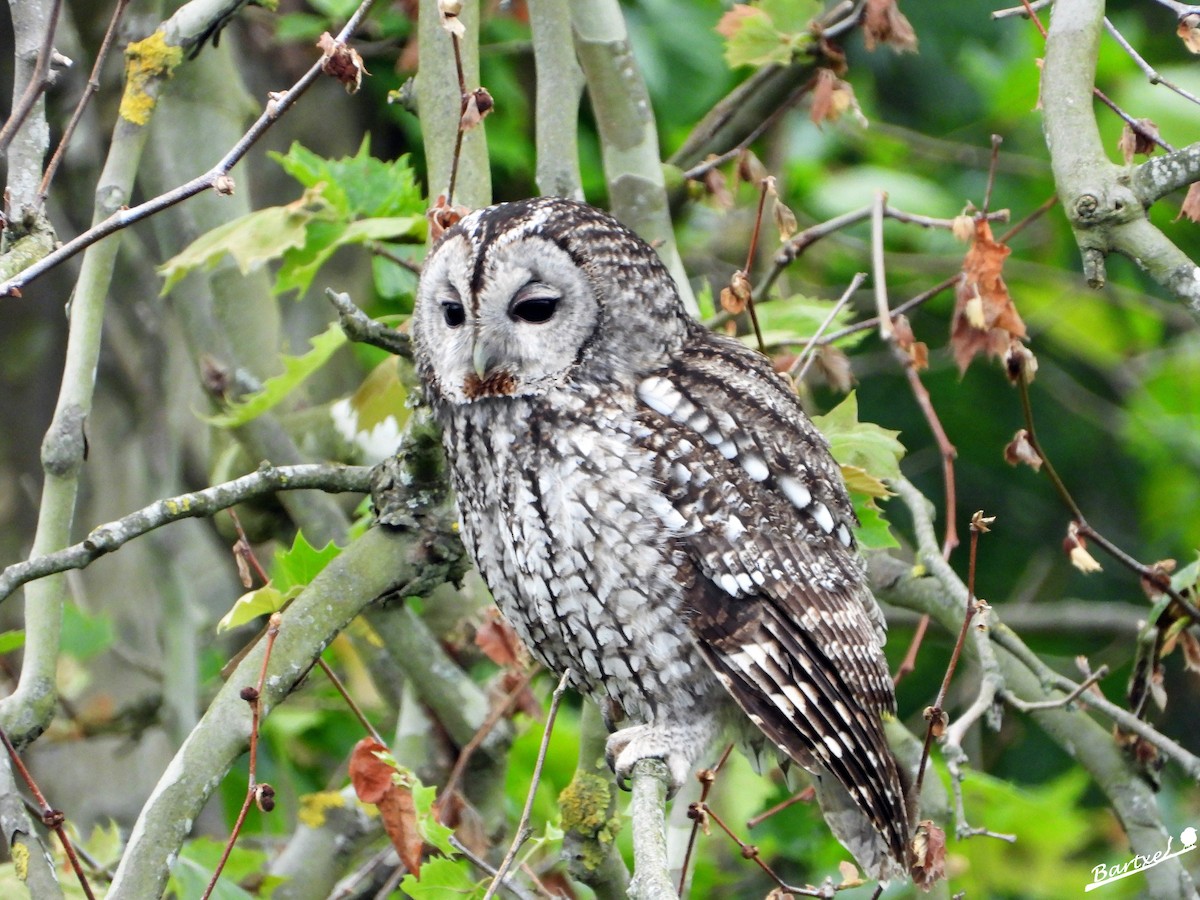 Tawny Owl - ML227951201