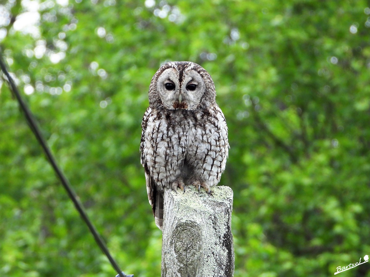 Tawny Owl - J. Alfonso Diéguez Millán 👀