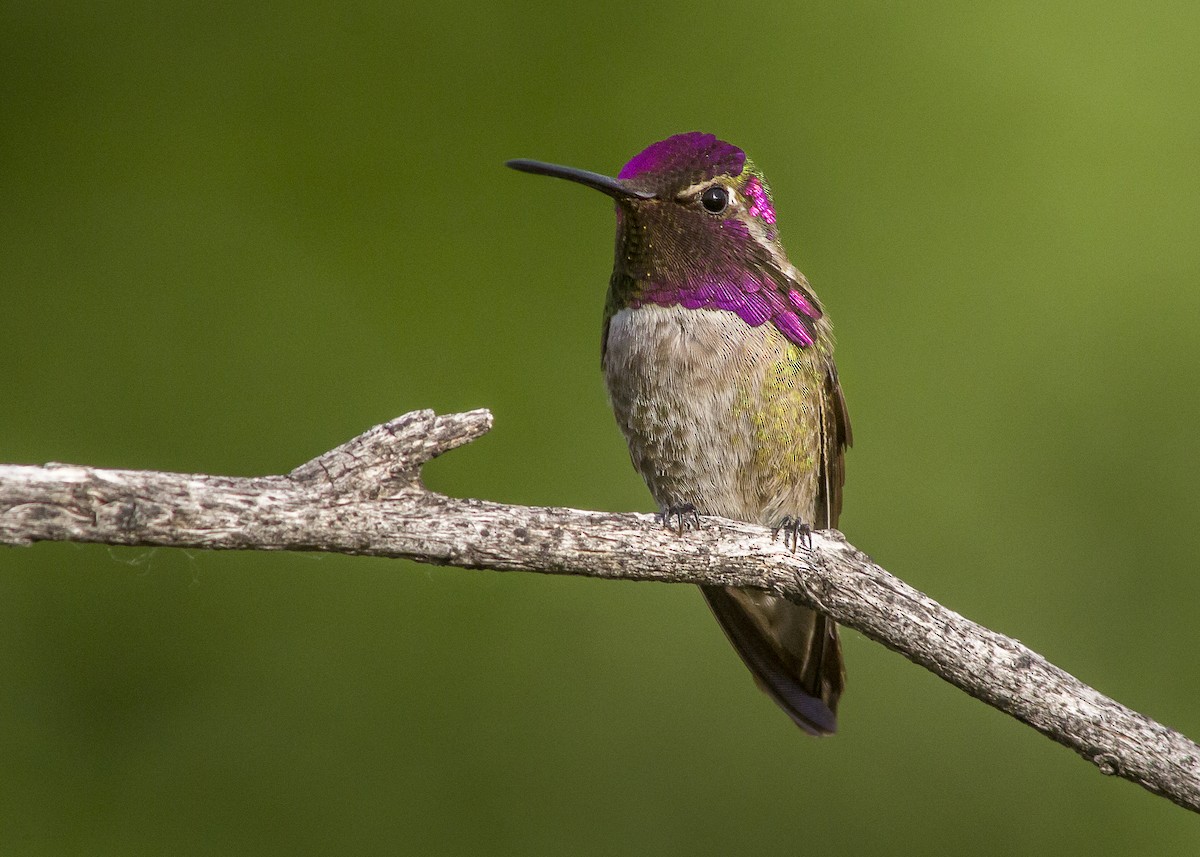 Anna's Hummingbird - ML227951861