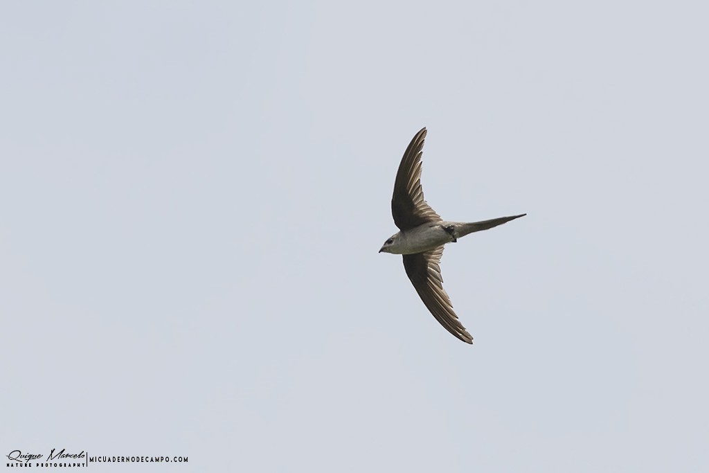 Crested Treeswift - Quique Marcelo
