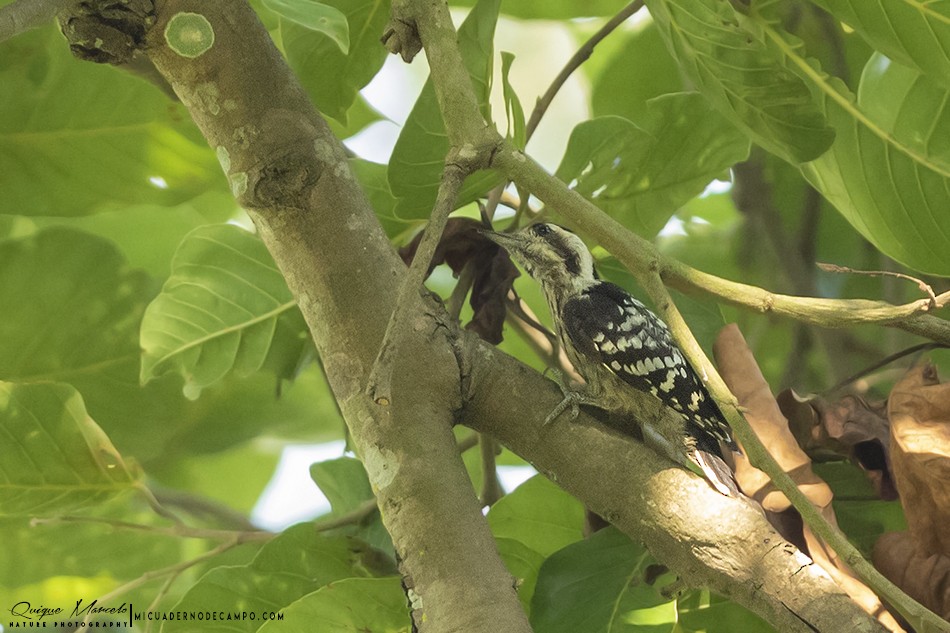 Gray-capped Pygmy Woodpecker - ML227954281