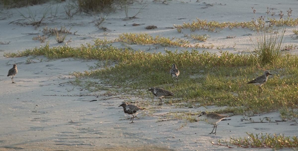 eBird Checklist - 27 Apr 2020 - Siesta Beach - 23 species